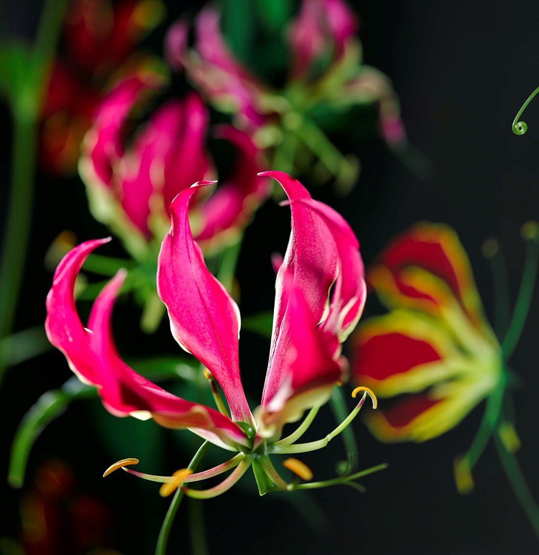 Gloriosa